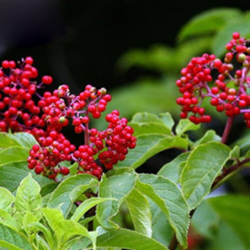 Wild elderberry extract